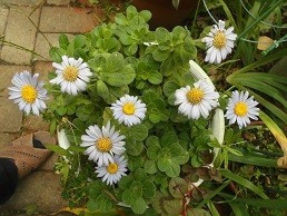 f:id:cangael:20171031101358j:image:right f:id:cangael:20171031101358j:image:right