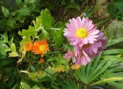 f:id:cangael:20171031101450j:image:right f:id:cangael:20171031101450j:image:right