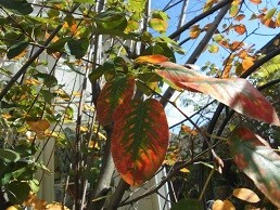 f:id:cangael:20171031115232j:image:left f:id:cangael:20171031115232j:image:left