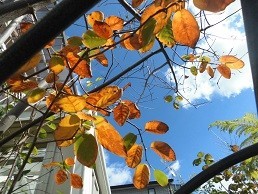 f:id:cangael:20171031115245j:image:left f:id:cangael:20171031115245j:image:left