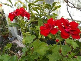 f:id:cangael:20171031115827j:image:right