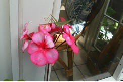 f:id:cangael:20171031115837j:image:left