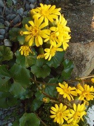 f:id:cangael:20171031150050j:image:left f:id:cangael:20171031150050j:image:left