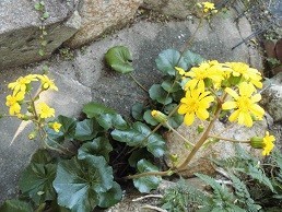 f:id:cangael:20171031150124j:image:right f:id:cangael:20171031150124j:image:right