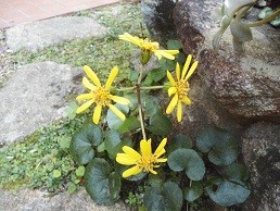 f:id:cangael:20171031150145j:image:right f:id:cangael:20171031150145j:image:right