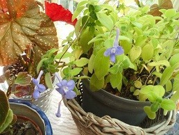 f:id:cangael:20171107103530j:image:left f:id:cangael:20171107103530j:image:left