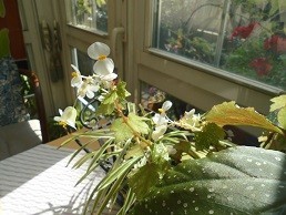 f:id:cangael:20171107103602j:image:right f:id:cangael:20171107103602j:image:right