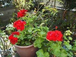 f:id:cangael:20171107103608j:image:right f:id:cangael:20171107103608j:image:right