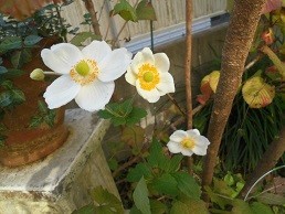 f:id:cangael:20171107103651j:image:right f:id:cangael:20171107103651j:image:right