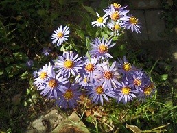 f:id:cangael:20171107103712j:image:right f:id:cangael:20171107103712j:image:right