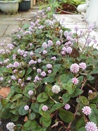 f:id:cangael:20171107103812j:image:left f:id:cangael:20171107103812j:image:left