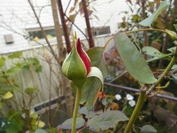 f:id:cangael:20171112121532j:image:right f:id:cangael:20171112121532j:image:right