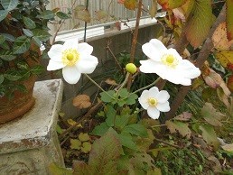 f:id:cangael:20171112121543j:image:right