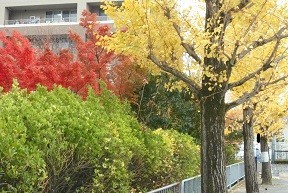f:id:cangael:20171120132028j:image:right