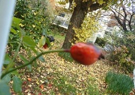 f:id:cangael:20171121120853j:image:left f:id:cangael:20171121120853j:image:left