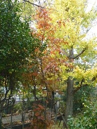 f:id:cangael:20171121120908j:image:right f:id:cangael:20171121120908j:image:right