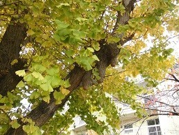 f:id:cangael:20171121121024j:image:right f:id:cangael:20171121121024j:image:right