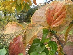 f:id:cangael:20171121121057j:image:left f:id:cangael:20171121121057j:image:left