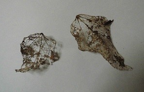 f:id:cangael:20171201110112j:image:left