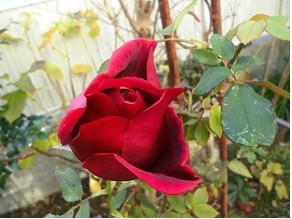 f:id:cangael:20171201112821j:image:right f:id:cangael:20171201112821j:image:right