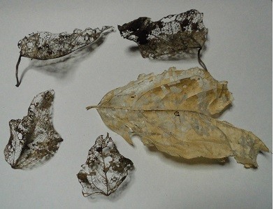 f:id:cangael:20171201210824j:image:left