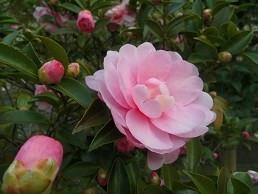 f:id:cangael:20171207150916j:image:left