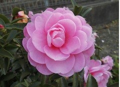 f:id:cangael:20171207150932j:image:left