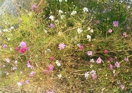 f:id:cangael:20171207151435j:image:right
