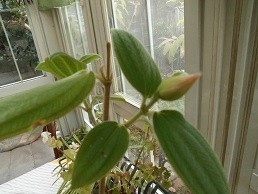 f:id:cangael:20171211120352j:image:right