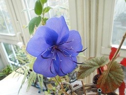 f:id:cangael:20171211121347j:image:right