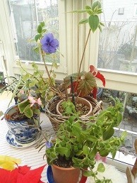 f:id:cangael:20171211121516j:image:right