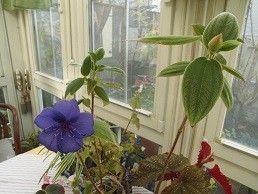 f:id:cangael:20171211121527j:image:right