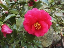 f:id:cangael:20171222135145j:image:right f:id:cangael:20171222135145j:image:right