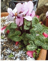 f:id:cangael:20180111141636j:image:right f:id:cangael:20180111141636j:image:right