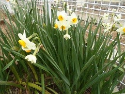 f:id:cangael:20180122105104j:image:right f:id:cangael:20180122105104j:image:right