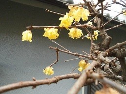 f:id:cangael:20180126133408j:image:right