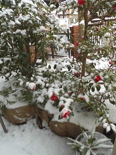 f:id:cangael:20180127075236j:image:right