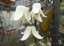 f:id:cangael:20180203130915j:image:right