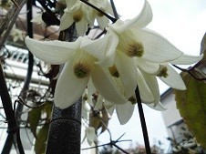 f:id:cangael:20180203130956j:image:right