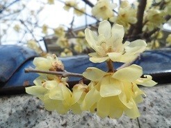 f:id:cangael:20180228092511j:image:right f:id:cangael:20180228092511j:image:right