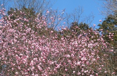 f:id:cangael:20180302115505j:image:left