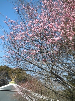 f:id:cangael:20180302115517j:image:right