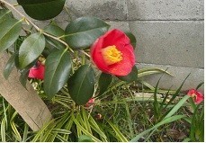 f:id:cangael:20180308073954j:image:left f:id:cangael:20180308073954j:image:left