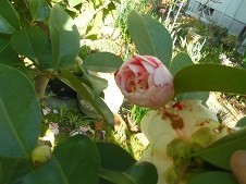 f:id:cangael:20180324081937j:image:right