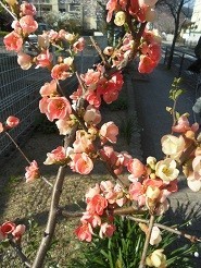 f:id:cangael:20180327151406j:image:right