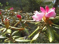 f:id:cangael:20180408161353j:image:right f:id:cangael:20180408161353j:image:right