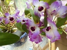 f:id:cangael:20180410135212j:image:right