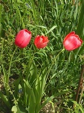 f:id:cangael:20180410135338j:image:left