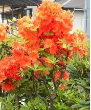 f:id:cangael:20180427133051j:image:left f:id:cangael:20180427133051j:image:left