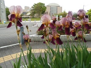 f:id:cangael:20180430113900j:image